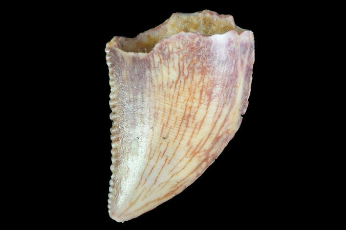 Serrated, Raptor Tooth - Morocco #74428